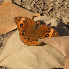 West Indian Mangrove Buckeye (Junonia neildi)