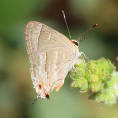 Yojoa Scrub-Hairstreak (Strymon yojoa)