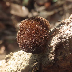 Hairy Hexagonia (Hexagonia hydnoides)