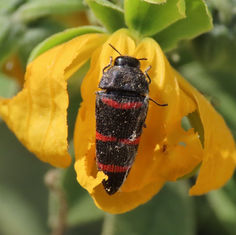 Acmaeodera trizonalis