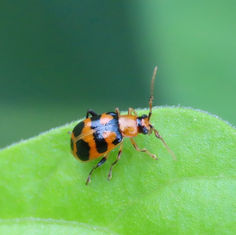 Cerotoma atrofasciata