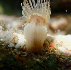 Pale Anemone (Exaiptasia diaphana)