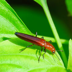 Red-shouldered Lizard Beetle (Langurites lineatus)