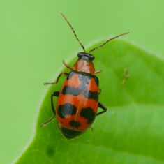 Cerotoma atrofasciata