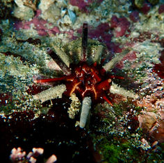 Slate Pencil Urchin (Eucidaris thouarsii)