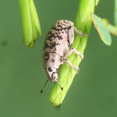 Eudiagogini Weevil