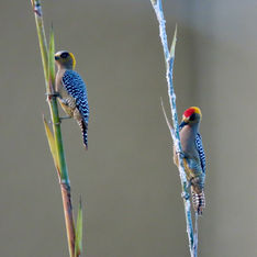 Golden-cheeked Woodpecker (Melanerpes chrysogenys)