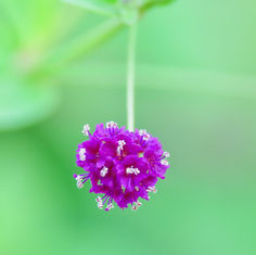 Scarlet Spiderling
(Boerhavia coccinea)
