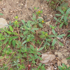Portulaca oleracea (Common Purslane)