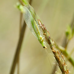 Green Lacewing