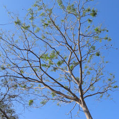 Elephant Ear Tree (Enterolobium cyclocarpum)