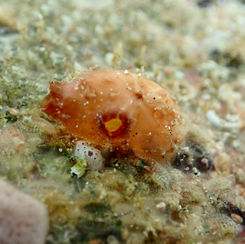 Sea Squirt (Tunicate)