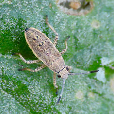 Catorhintha selector - Nymph