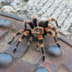 Mexican Redknee Tarantula (Brachypelma smithi)