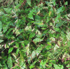 Burmann's Basketgrass (Oplismenus burmanni)