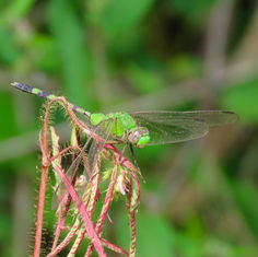 Great Pondhawk (Erythemis vesiculosa)