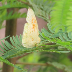 Marcellina Sulphur (Phoebis marcellina) - Male