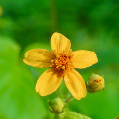 Aldama dentata