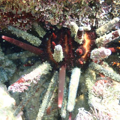 Slate Pencil Urchin (Eucidaris thouarsii)