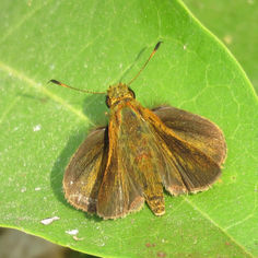 Redundant Skipper (Corticea corticea)