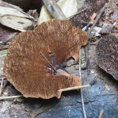 Hairy Hexagonia (Hexagonia hydnoides)