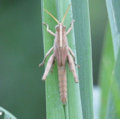 Bird Grasshopper