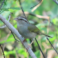 Olive Sparrow (Arremonops rufivirgatus)