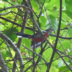 Red-breasted Chat (Granatellus venustus)