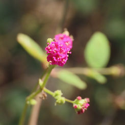 Scarlet Spiderling
(Boerhavia coccinea)