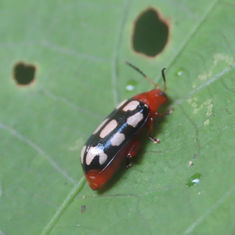 Disonycha scriptipennis