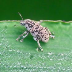 Eudiagogini Weevil