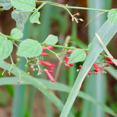 Antiqua Sage (Russelia sarmentosa)