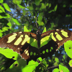 Malachite (Siproeta stelenes)