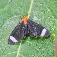 Hyalurga chthonophyle