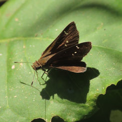 Ocherus Skipper (Lerema ochrius)