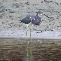 Tricoloured Heron (Egretta tricolor)