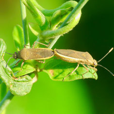 Catorhintha selector