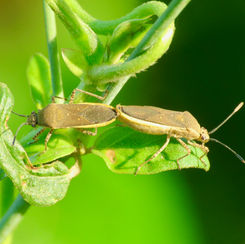 Catorhintha selector