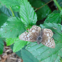 Tropical Checkered Skipper (Burnsius oileus)