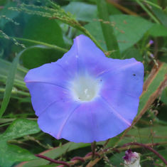 Japanese Morning (Glory Ipomoea nil)