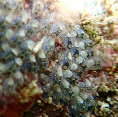 Symplegma (Genus)