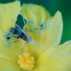 Leaf Katydids (Subfamily Phaneropterinae)