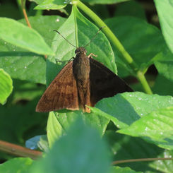 Yellow-tipped Flasher (Telegonus anaphus)