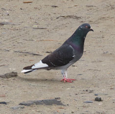 Feral Pigeon (Columba livia var. domestica)