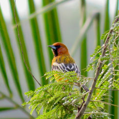 Streak-backed Oriole (Icterus pustulatus)