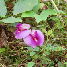 Genus Centrosema