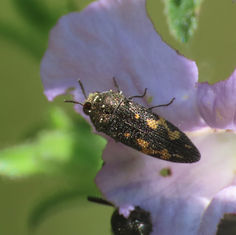 Acmaeodera setosa