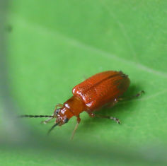 Lemini - Shining Leaf Beetle