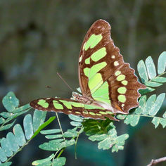 Malachite (Siproeta stelenes)