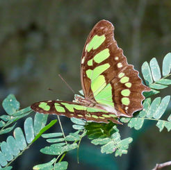 Malachite (Siproeta stelenes)